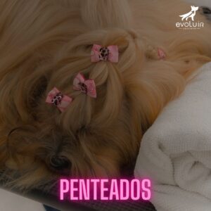 Módulo Penteados - Evoluir Groomer