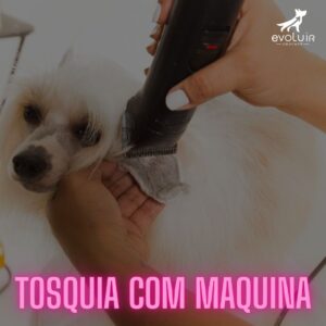 Módulo Tosquia com Máquina - Evoluir Groomer